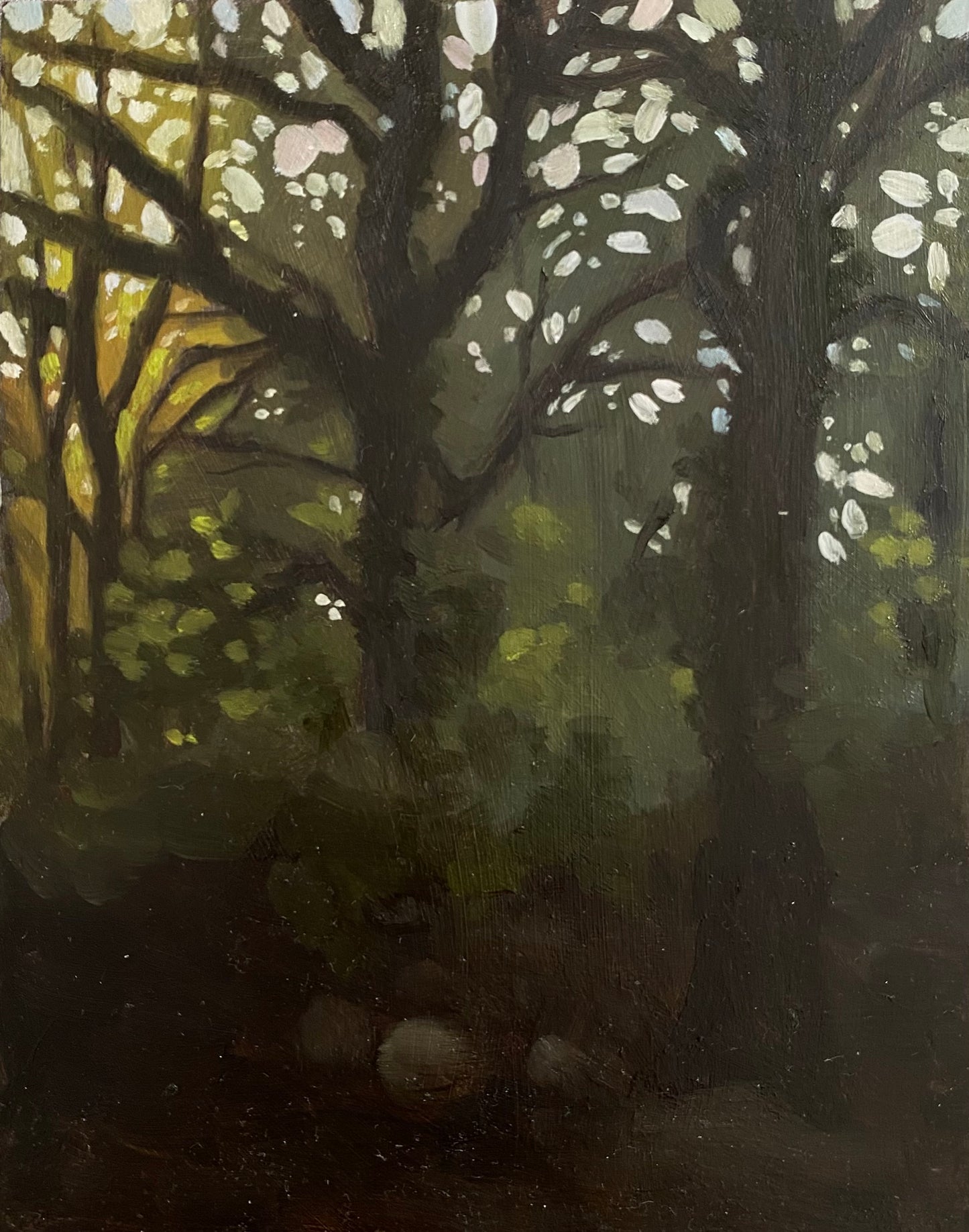 Evening in the woods