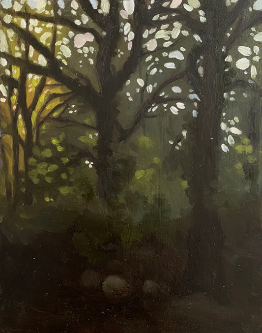 Evening in the woods